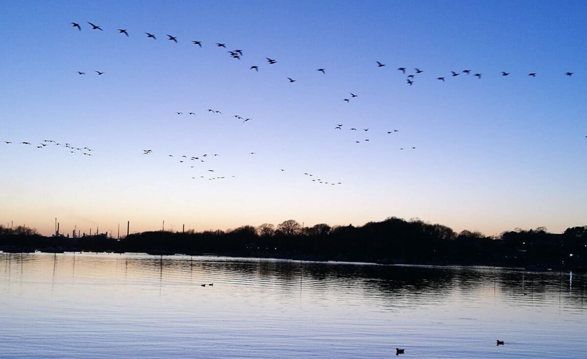 Adventures with wildlife: How wildlife aware are you? | Towpath Talk